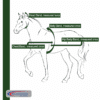 Darkgreen 4 cm wide with Velcro fastener - Image 2