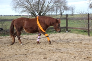 Elastotex Beinbandage